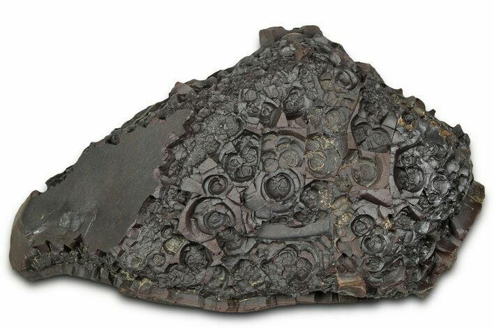 Dragon Scale Stone (Iron, Manganese, Siderite Nodule) #330312